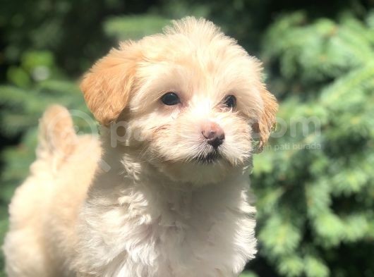 F2 Maltipoo Yavrumuz