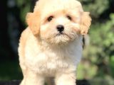 Apricot Maltipoo Yavrumuz