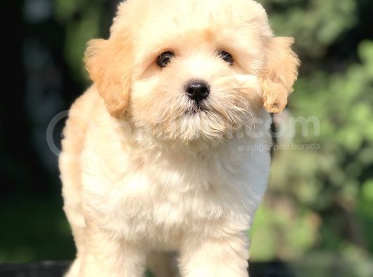 Apricot Maltipoo Yavrumuz görsel