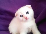 Çok Uyguna Eğik Kulak Beyaz Scottish Fold Yavrular