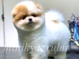 Safkan Teddy Face Yavrularımız