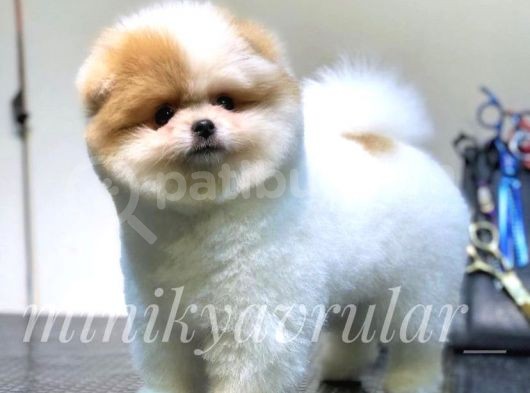 Safkan Teddy Face Yavrularımız görsel