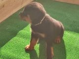 Dünya Şampiyonu Babadan Rottweiler Yavruları