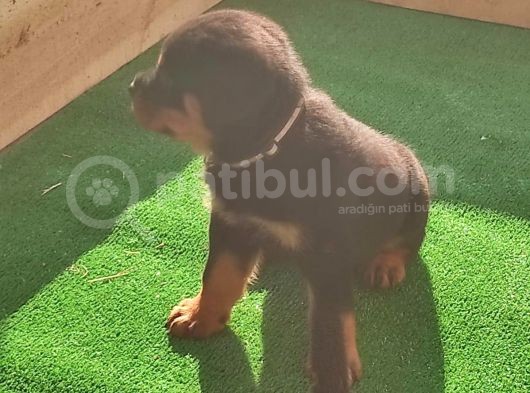 Dünya Şampiyonu Babadan Rottweiler Yavruları görsel