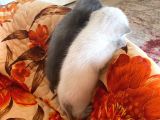 Scottish Fold Ve British Cinsi Mavi Gözlü Yavrularımız Rezerveye Müsaittir