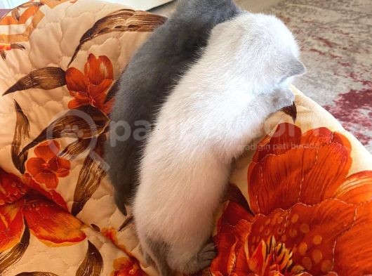 Scottish Fold Ve British Cinsi Mavi Gözlü Yavrularımız Rezerveye Müsaittir görsel
