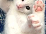 Çok Uyguna Eğik Kulak Beyaz Scottish Fold Yavrular