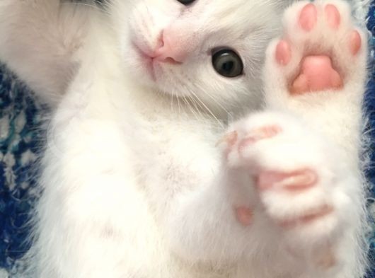 Çok Uyguna Eğik Kulak Beyaz Scottish Fold Yavrular görsel