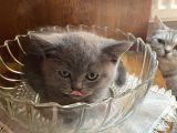 British Shorthair Dişi Bebeğim