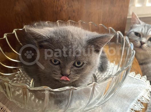 British Shorthair Dişi Bebeğim görsel