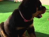 Dünya Şampiyonu Babadan Rottweiler Yavruları
