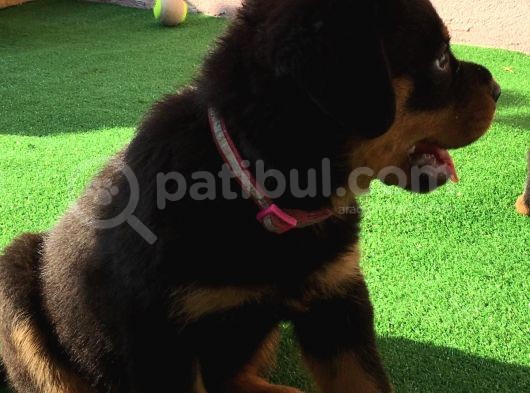 Dünya Şampiyonu Babadan Rottweiler Yavruları görsel