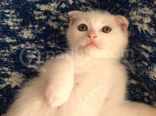 Çok Uyguna Eğik Kulak Beyaz Scottish Fold Yavrular görsel