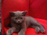 British Shorthair Dişi Bebeğim