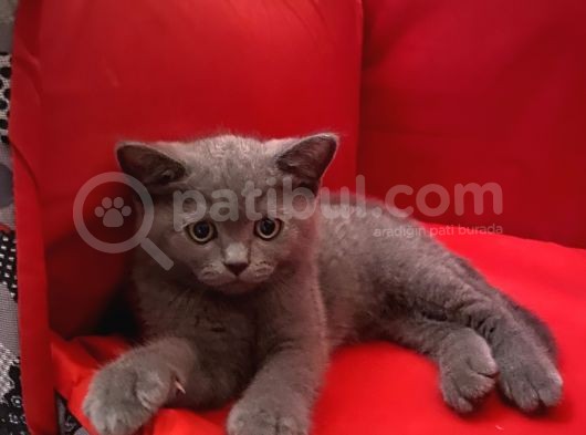 British Shorthair Dişi Bebeğim