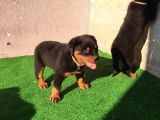 Dünya Şampiyonu Babadan Rottweiler Yavruları