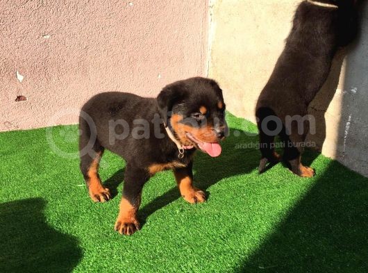 Dünya Şampiyonu Babadan Rottweiler Yavruları görsel
