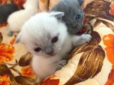 Scottish Fold Ve British Cinsi Mavi Gözlü Yavrularımız Rezerveye Müsaittir