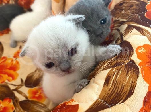 Scottish Fold Ve British Cinsi Mavi Gözlü Yavrularımız Rezerveye Müsaittir görsel
