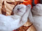 Scottish Fold Ve British Cinsi Mavi Gözlü Yavrularımız Rezerveye Müsaittir