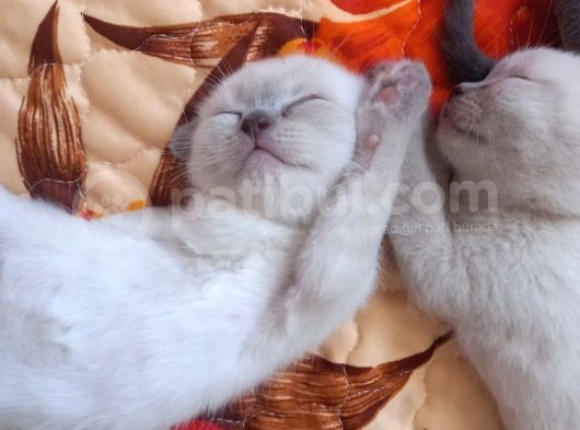 Scottish Fold Ve British Cinsi Mavi Gözlü Yavrularımız Rezerveye Müsaittir