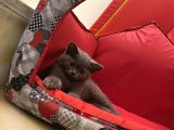 British Shorthair Dişi Bebeğim