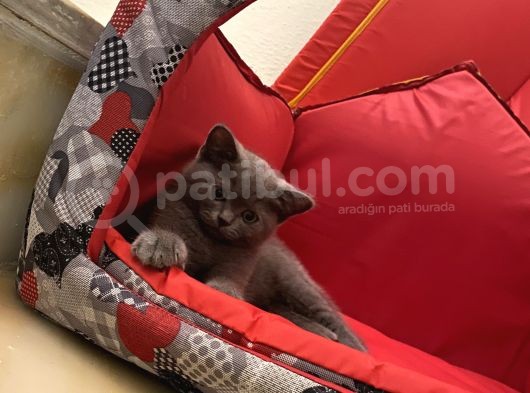 British Shorthair Dişi Bebeğim görsel
