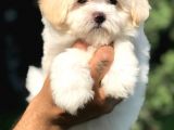 Özel Üretim Maltipoo Yavrumuz