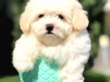 Özel Üretim Maltipoo Yavrumuz