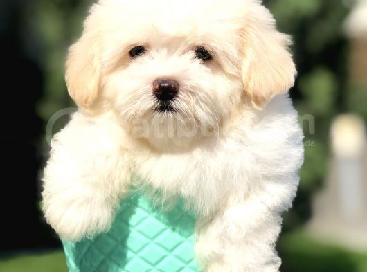 Özel Üretim Maltipoo Yavrumuz görsel
