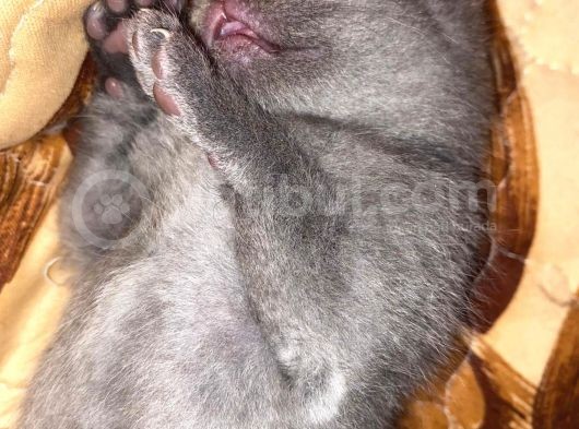 Scottish Fold Ve British Cinsi Mavi Gözlü Yavrularımız Rezerveye Müsaittir görsel