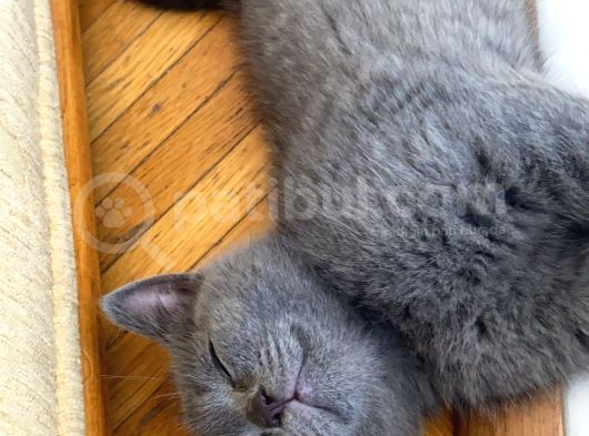 British Shorthair Dişi Bebeğim görsel