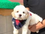 Tatlı Maltipoo