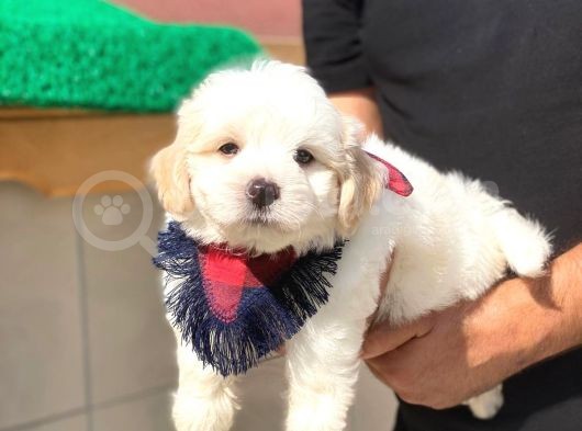 Tatlı Maltipoo görsel