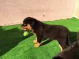 Dünya Şampiyonu Babadan Rottweiler Yavruları