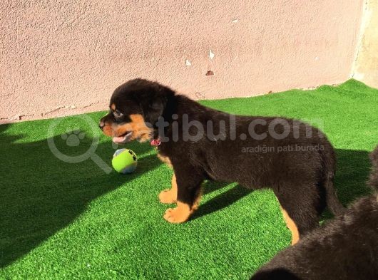Dünya Şampiyonu Babadan Rottweiler Yavruları görsel