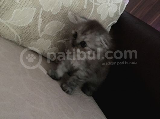 Kuzımız Çok Güzel Ve Tuvalet Eğitimi Tamam  görsel