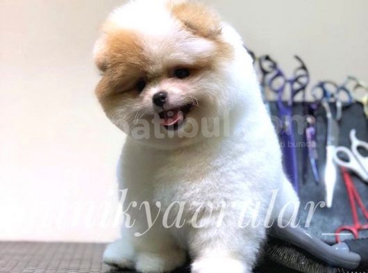 Safkan Teddy Face Yavrularımız