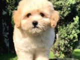 Apricot Maltipoo Yavrumuz