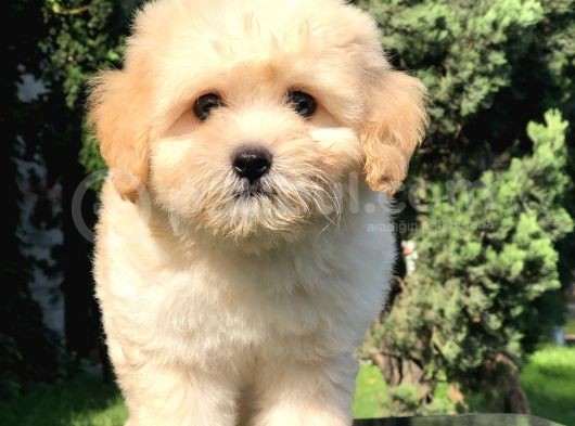 Apricot Maltipoo Yavrumuz görsel