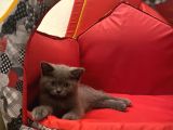 British Shorthair Dişi Bebeğim