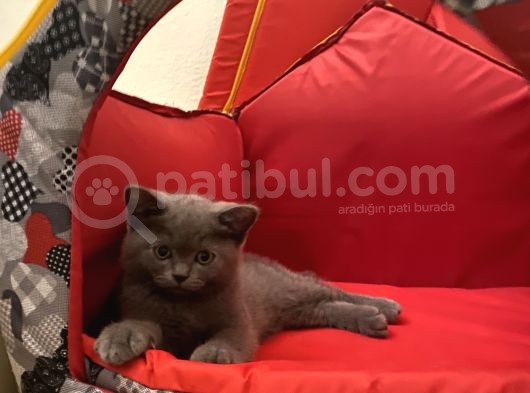 British Shorthair Dişi Bebeğim görsel