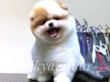 Safkan Teddy Face Yavrularımız