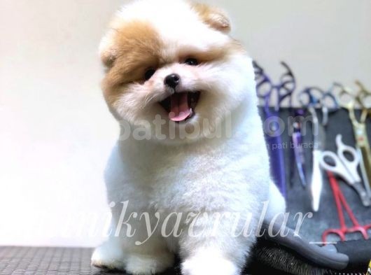 Safkan Teddy Face Yavrularımız görsel