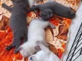 Scottish Fold Ve British Cinsi Mavi Gözlü Yavrularımız Rezerveye Müsaittir