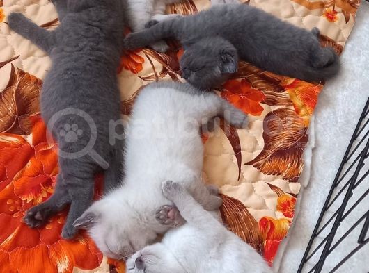 Scottish Fold Ve British Cinsi Mavi Gözlü Yavrularımız Rezerveye Müsaittir görsel