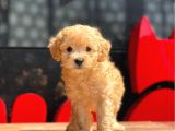 Toy Poodle Yavrular (Red, Red Brown, Apricot, Silver, Siyah)