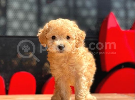 Toy Poodle Yavrular (Red, Red Brown, Apricot, Silver, Siyah) görsel