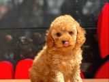 Toy Poodle Yavrular (Red, Red Brown, Apricot, Silver, Siyah)