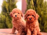 Toy Poodle Yavrular (Red, Red Brown, Apricot, Silver, Siyah)